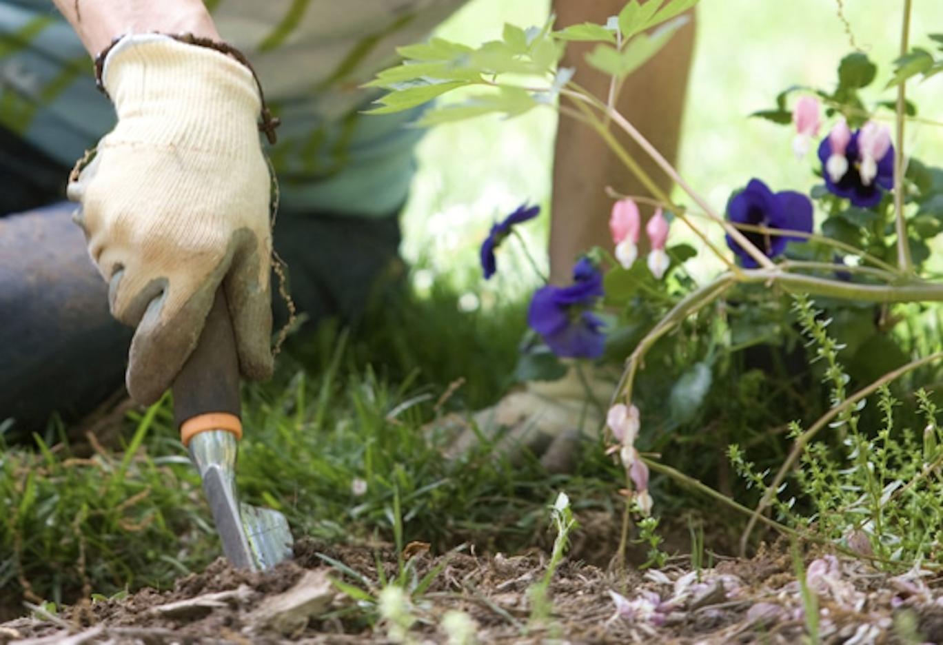 How to Plant Perennials Successfully iScape